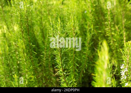 Rosmarinpflanze Nahaufnahme Unschärfe Hintergrund. Salvia Rosmarinus Feld Stockfoto