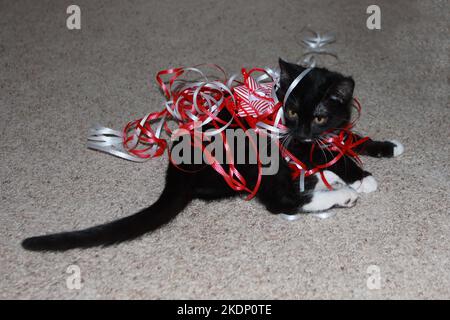 Ein verspieltes schwarz-weißes Kätzchen verstrickt sich in rot-weißen Bändern in einem Valentinstag-Display Stockfoto