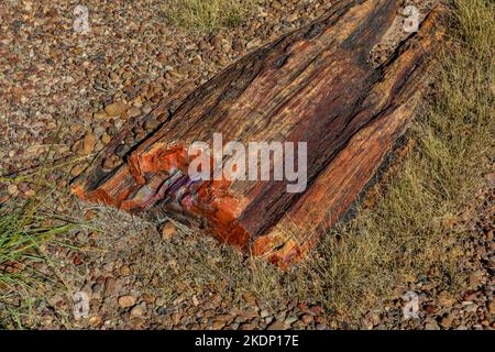 Versteinertes Holz erodiert aus einer Matrix aus weicheren Sedimenten Jasper Forest im Petrified Forest National Park, Arizona, USA Stockfoto