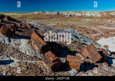 Versteinertes Holz erodiert aus einer Matrix aus weicheren Sedimenten Jasper Forest im Petrified Forest National Park, Arizona, USA Stockfoto