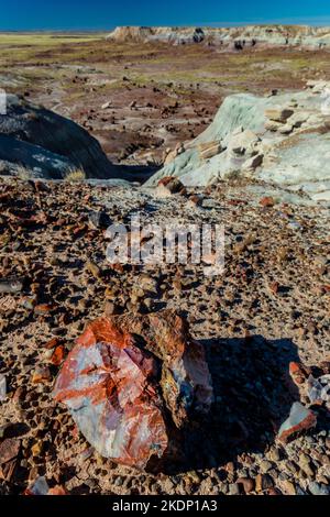 Versteinertes Holz erodiert aus einer Matrix aus weicheren Sedimenten Jasper Forest im Petrified Forest National Park, Arizona, USA Stockfoto