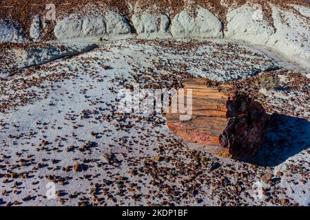 Versteinertes Holz erodiert aus einer Matrix aus weicheren Sedimenten Jasper Forest im Petrified Forest National Park, Arizona, USA Stockfoto