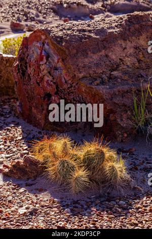 Kaktus aus stacheligen Birnen und versteinertem Holz im Jasper Forest des Petrified Forest National Park, Arizona, USA Stockfoto