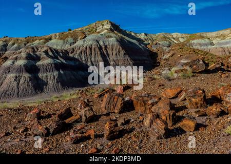 Versteinertes Holz erodiert aus einer Matrix aus weicheren Sedimenten Jasper Forest im Petrified Forest National Park, Arizona, USA Stockfoto