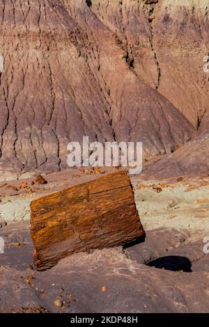 Versteinertes Holz erodiert aus einer Matrix aus weicheren Sedimenten Jasper Forest im Petrified Forest National Park, Arizona, USA Stockfoto