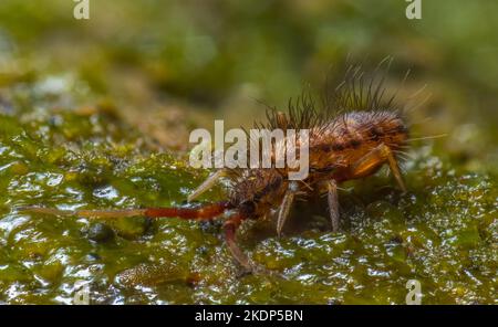 Schlanker Springschwanz, Orchesella flavescens auf Holz, Nahaufnahme Fokus gestapelt Makro-Foto Stockfoto