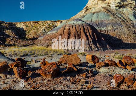 Versteinertes Holz erodiert aus einer Matrix aus weicheren Sedimenten Jasper Forest im Petrified Forest National Park, Arizona, USA Stockfoto