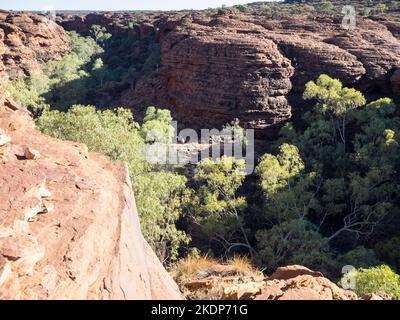 Geistergummis (Corymbia aparrerinja) im oberen Canyon vom Cotterills Lookout, Rim Walk, Kings Canyon, Watarrka National Park aus gesehen. Stockfoto