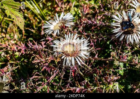 Carlina acaulis blüht auf der Wiese Stockfoto