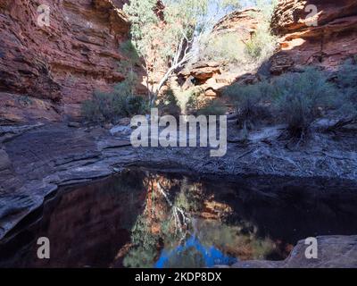 Geisterkaugummi (Corymbia aparrerinja) im Terminal Pool im Garten Eden, Kings Canyon, Watarrka National Park. Stockfoto