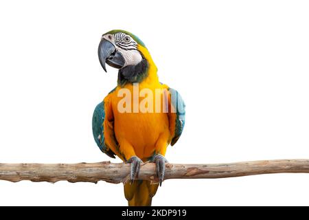 ara Papagei Vogel Lächeln fangen auf Holz Baum Zweig bunte Tier isoliert auf weißem Hintergrund mit Clipping Pfad Stockfoto