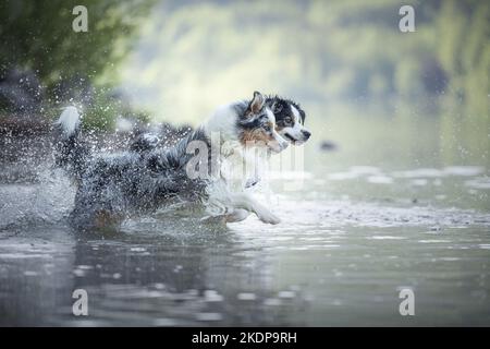 Australian Shepherds läuft durch das Wasser Stockfoto