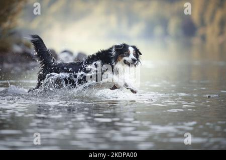 Australian Shepherd läuft durch das Wasser Stockfoto