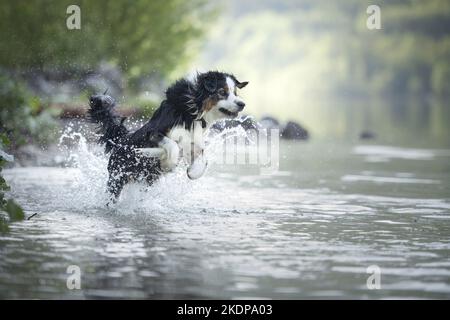 Australian Shepherd läuft durch das Wasser Stockfoto