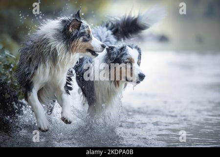 Australian Shepherds läuft durch das Wasser Stockfoto