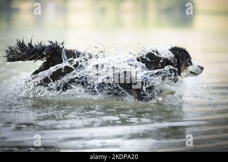 Australian Shepherd läuft durch das Wasser Stockfoto