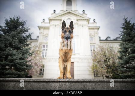 Deutscher Schäferhund ansehen Stockfoto