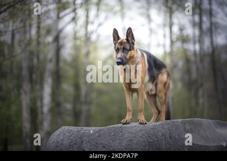 Deutscher Schäferhund ansehen Stockfoto