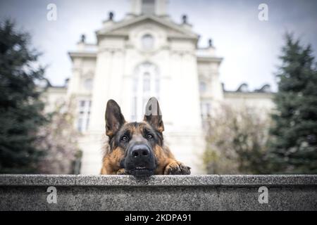 Deutscher Schäferhund Stockfoto