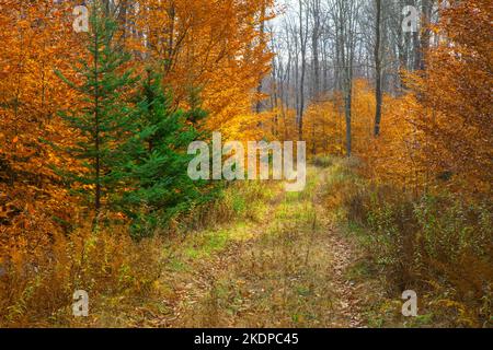 Eine rustikale Straße durch einen späten Herbstwald in den Pocono Mountains in Pennsylvania Stockfoto