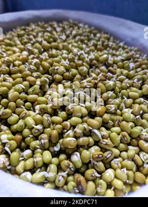 Eine lebhafte Ansammlung von Asclepias curassavica oder tropischem Milchgras zeigt kleine, sternförmige Blüten in auffälliger und auffälliger Darstellung. Stockfoto