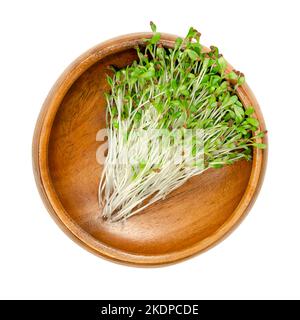 Luzerne-Mikrogrün, in einer Holzschale. Frische junge luzerner Sämlinge, Medicago sativa. Grüne Triebe und junge Pflanzen. Hülsenfrüchte, die als Futterpflanzen verwendet werden. Stockfoto