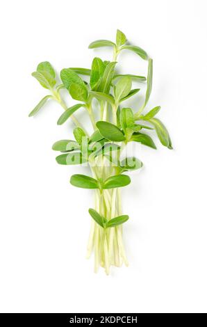 Haufen von gemeinsamen Sonnenblumen-Microgreens. Frische und verzehrfertige Sämlinge, Triebe, Cotyledons und Jungpflanzen von Helianthus annuus, die als Garnierung verwendet werden. Stockfoto