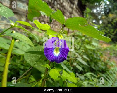 Die blaue Asiatische Taubenschwanz, oder Schmetterlingserbse, blüht vor üppigem Laub. Seine fünf Blütenblätter bilden eine Schmetterlingsform, die wunderschön festgehalten wird. Stockfoto