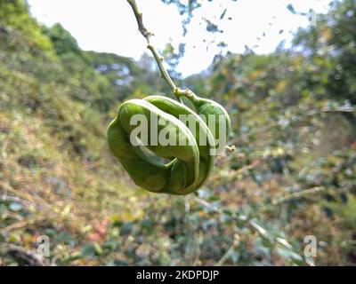 Pithecellobium dulce, allgemein bekannt als Manila Tamarind, Madras-Dorn, Monkeypod-Baum oder Kamachile, ist eine blühende Pflanze in der Familie der Erbsengewächse Stockfoto