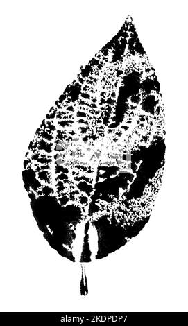 Blattdruck mit Tinte. Für Entwürfe über Natur, Pflanzen, Leben. Schwarz isoliert auf Weiß Stockfoto
