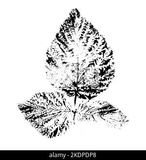 Blattdruck mit Tinte. Für Entwürfe über Natur, Pflanzen, Leben. Schwarz isoliert auf Weiß Stockfoto