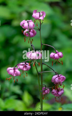 Blumen einer dekorativen lila Miniaturlilie in einem Blumenbeet in einem Sommergarten. Stockfoto