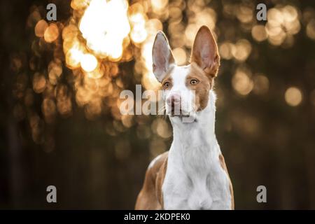 Podenco Ibicenco Stockfoto