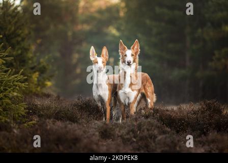 Podenco Ibicenco Stockfoto