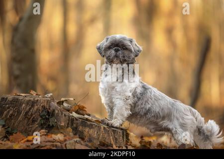 Shih Tzu im Herbst Stockfoto