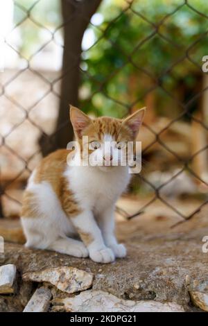 Straßenkatze ruht auf der Straße. Niedliche Rothaarige obdachlose Haustiere, Kätzchen und Tiere. Hochwertige Fotos Stockfoto