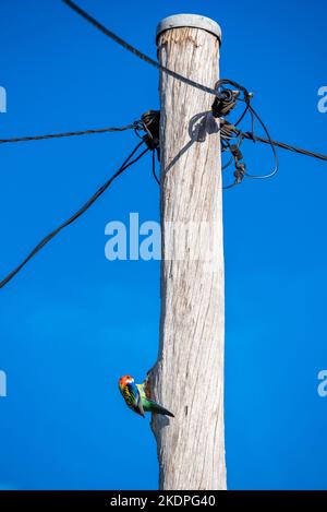 Ein östlicher Rosella-Vogel (Platycercus eximius), der in einem Loch in einem Strommast bei Murrurundi in New South Wales, Australien, brütet Stockfoto