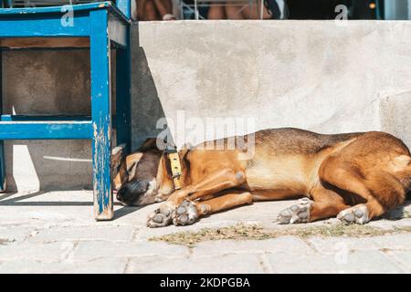 Der Straßenhund ruht und schläft im Sommer in der Nähe des Cafés unter der Sonne. Hochwertige Fotos Stockfoto