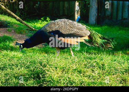 Vogelpfau, der über eine grüne Wiese stolziert. Eleganter Vogel in prächtigen Farben. Tierfoto Stockfoto