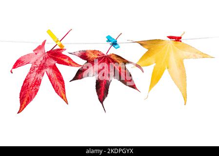 Isolierte gelbe Herbst Ahornblätter befestigt Wäscheklammern auf einem Seil auf einem weißen Hintergrund. Clipart für die Konstruktion. Stockfoto