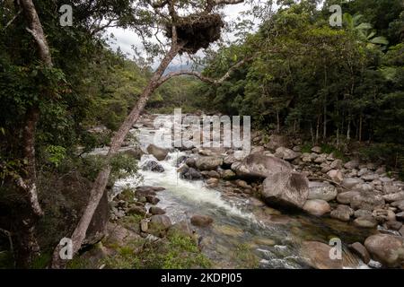 Mossman River in der Mossman Gorge, Daintree National Park, Queensland, Australien Stockfoto