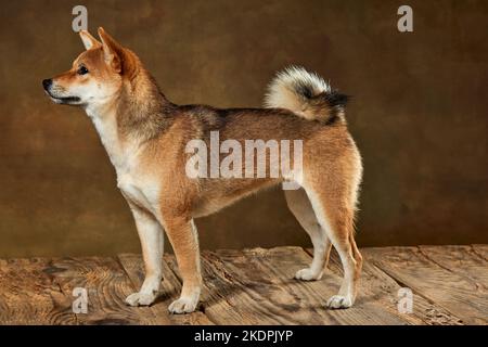 Profilansicht der schönen goldenen Farbe Shiba Inu Hund posiert isoliert über dunklen vintage Hintergrund. Konzept von Tierleben, Pflege, Gesundheit und reinrassig Stockfoto