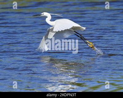 Fliegender kleiner Reiher Stockfoto