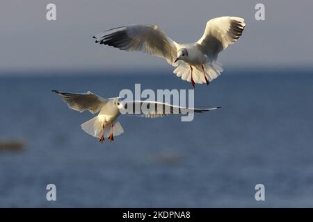 Fliegende Schwarzkopfmöwen Stockfoto