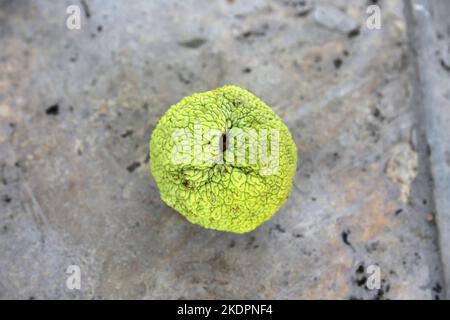 Osage Orange (Maclura pomifera) - eigentlich ein Mitglied der Maulbeerfamilie. Historisches Zentrum, Bukhara, Provinz Bukhara, Usbekistan, Zentralasien Stockfoto