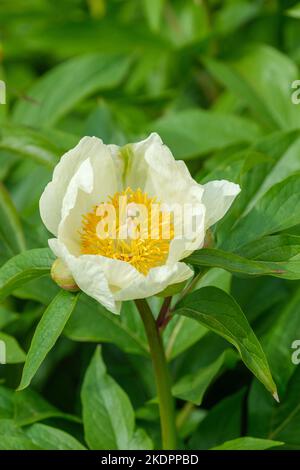 Jan Van Leeuwen Peony, Paeonia lactiflora ‘Jan van Leeuwen’. Weiße Blüten, gelbe Zentren Stockfoto