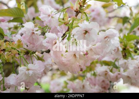 Prunus Hokusai, Cherry Hokusai, Prunus serrulata Hokusai Haufen halbdoppelter, blassrosa Blüten, die fast weiß werden Stockfoto