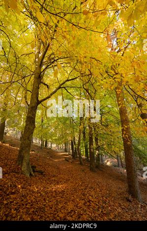 Farbenvielfalt der Buchen im Herbst. Grüne und orange Farben mit Ästen und Stämmen Stockfoto