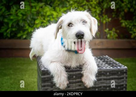 Sechs Monate alter weißer Jackapoo-Welpe - eine Kreuzung zwischen einem Jack Russell und einem Pudel - liegt auf einem Rattan-Gartensitz und sieht super niedlich aus mit Welpe ey Stockfoto