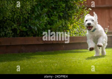 Sechs Monate alter weißer Jackapoo-Welpe - eine Kreuzung zwischen einem Jack Russell und einem Pudel - läuft in seinem Garten und sieht sehr glücklich aus Stockfoto
